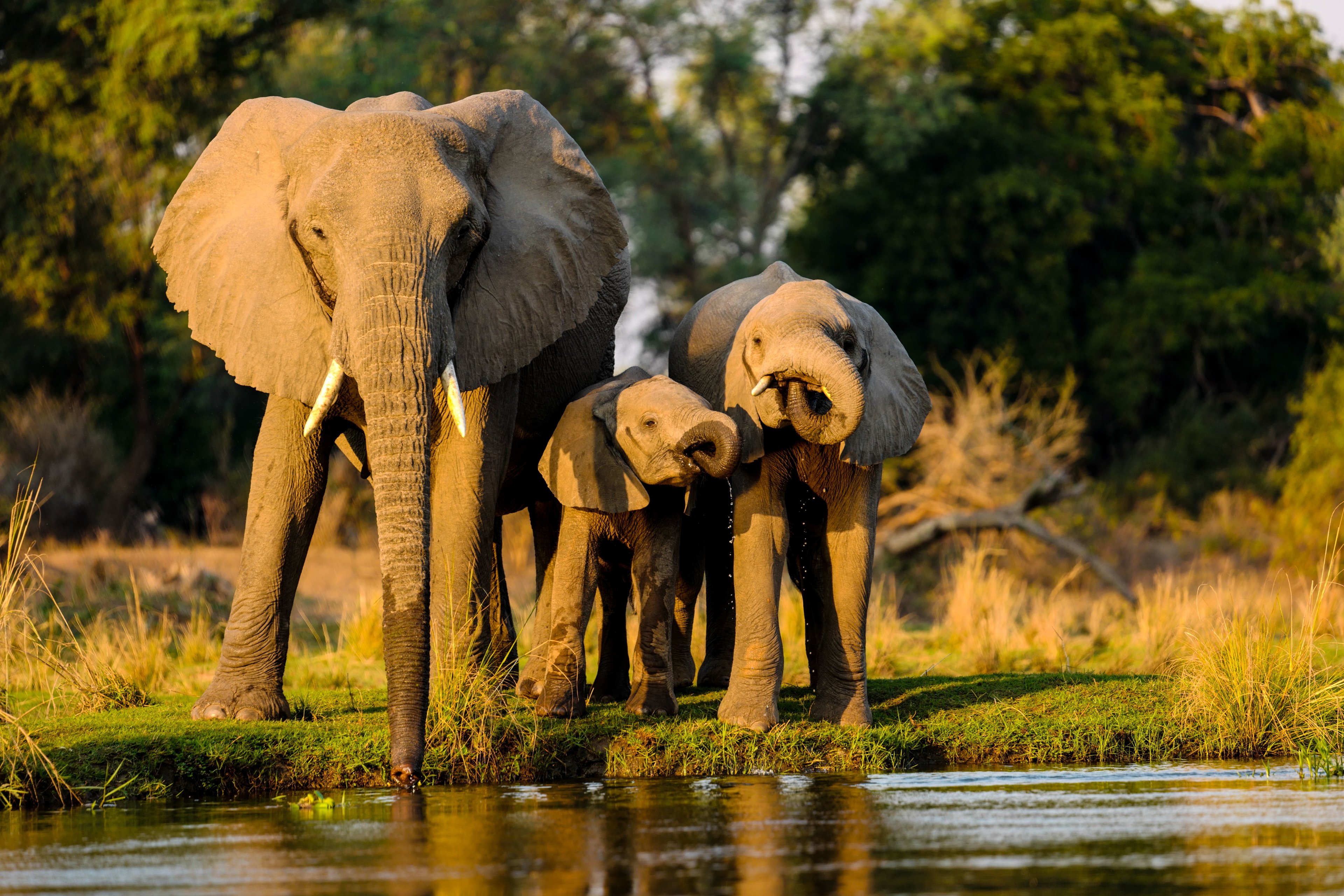 Wildlife & Nature