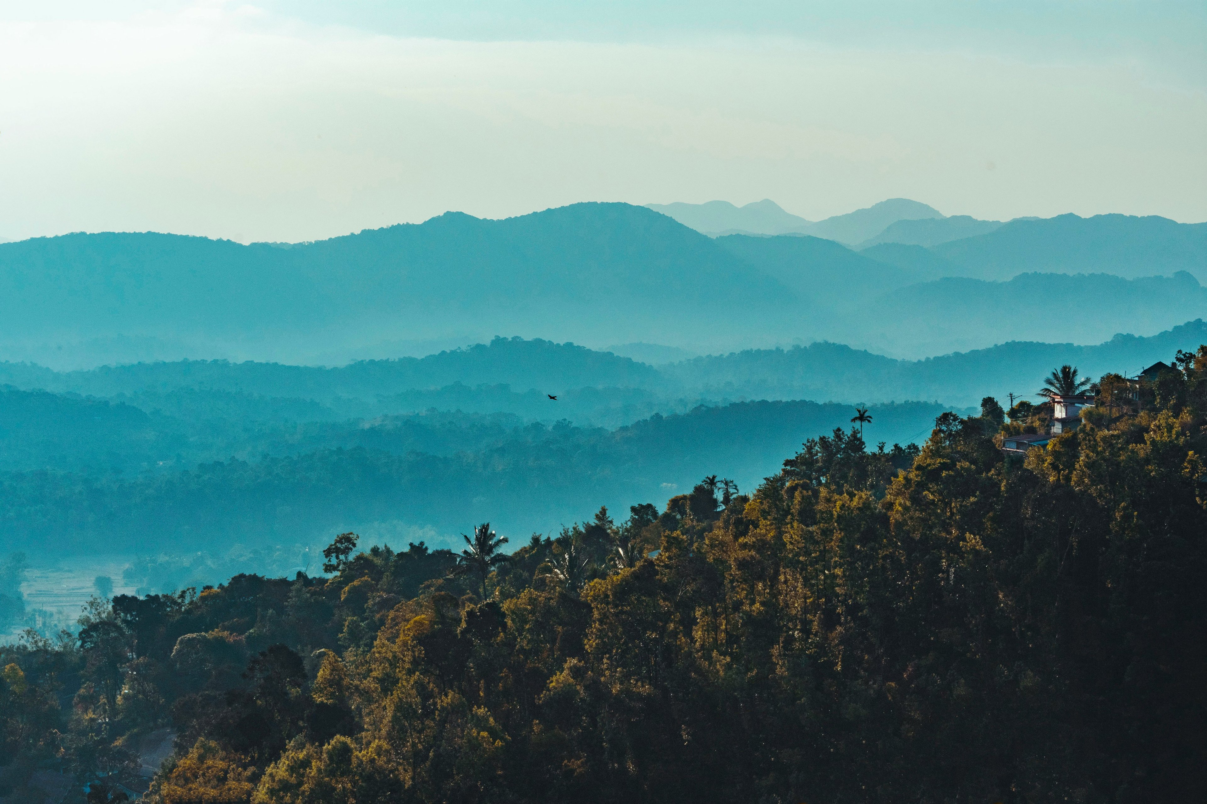 Image 1 of Coorg's Coffee Haven