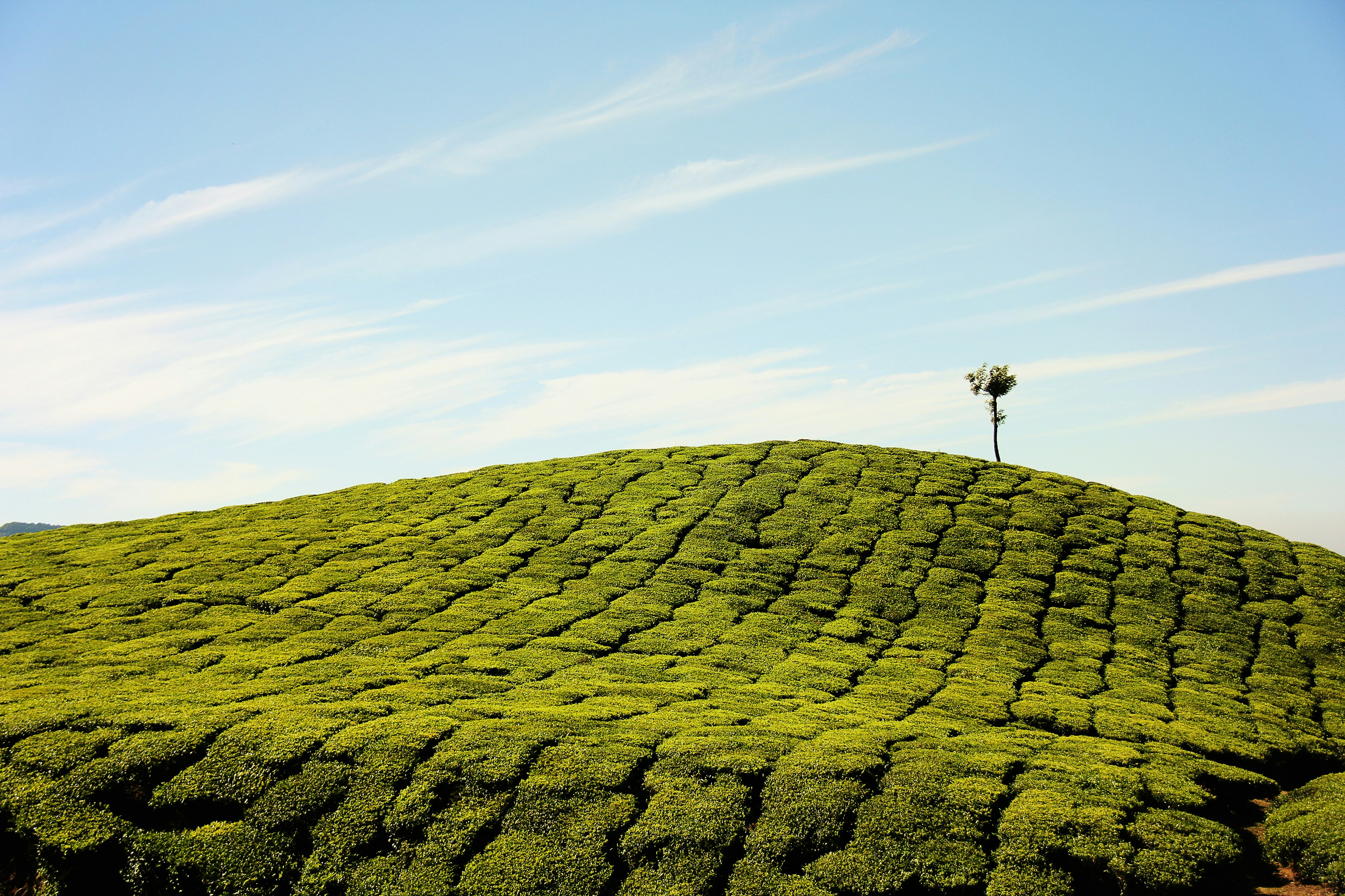 Image 1 of Munnar's Emerald Tea Gardens
