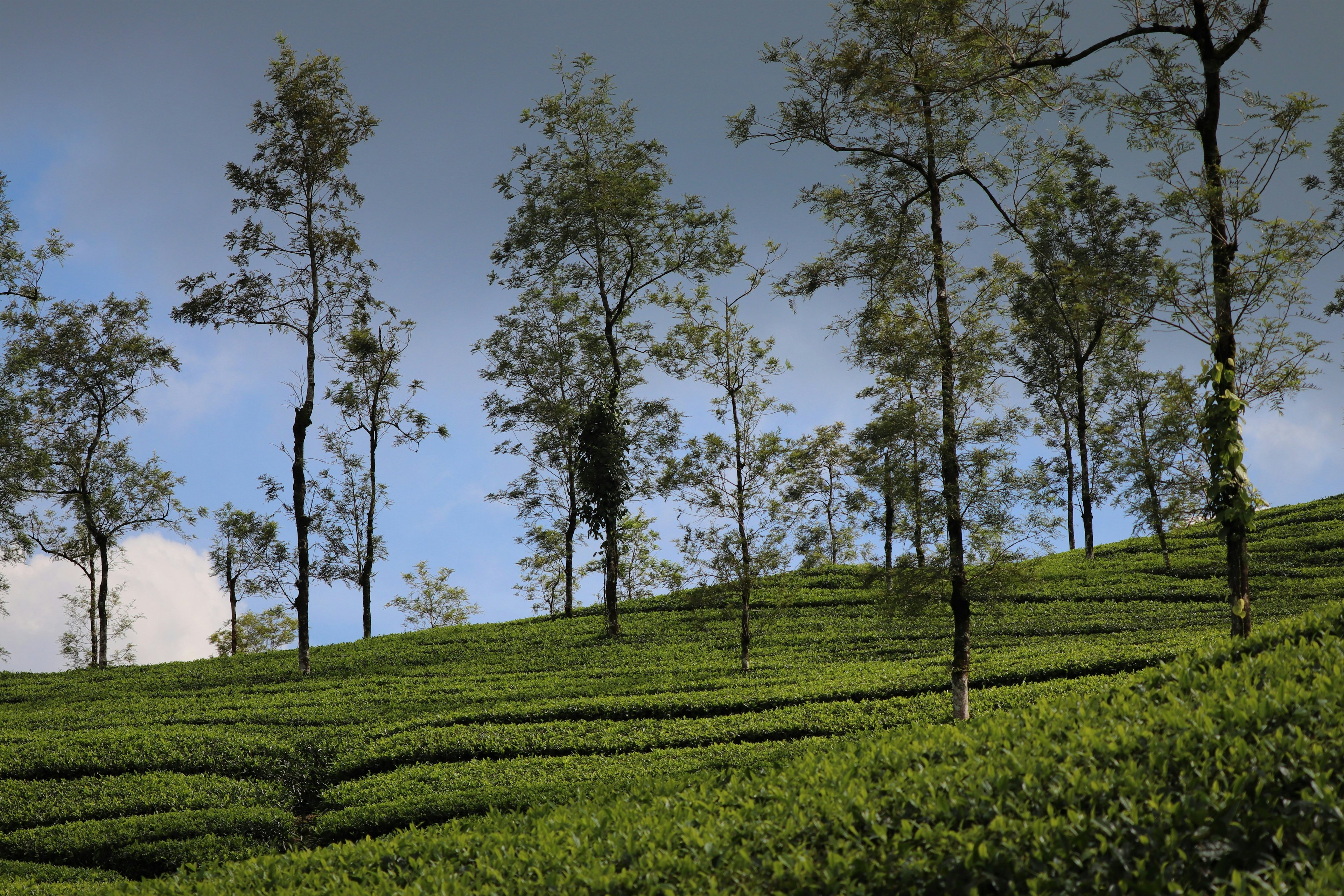 Thekkady's Wild Side